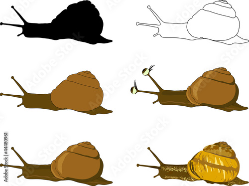 One snail with six different colouring