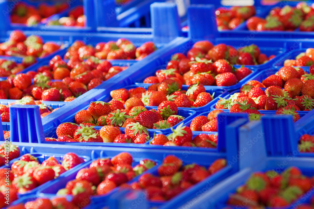 Erdbeeren in blauen Plastikkisten