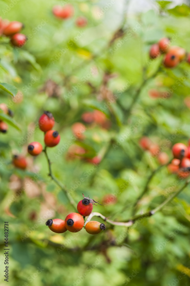 Hagebutte - rosehip