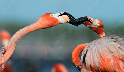 Vászonkép Flamingo (Phoenicopterus ruber)