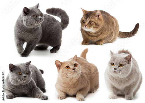 British cat collection. British shorthair cat on a white 