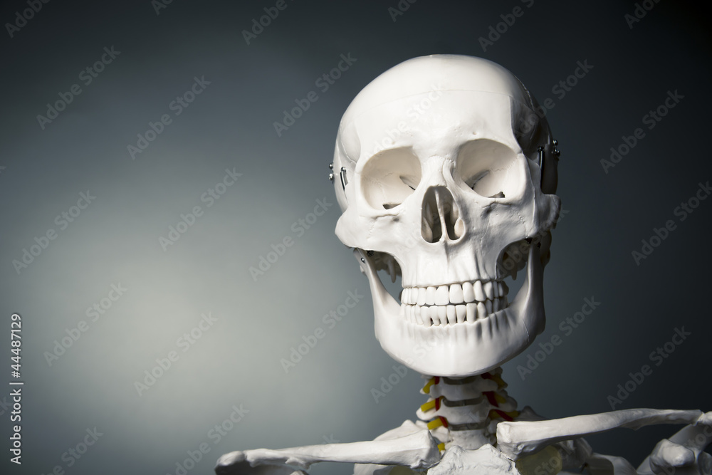 Human skeleton body on a grey background Human skeleton body on a grey background