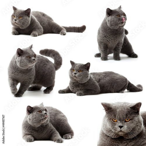 Collection of British Shorthair cat on white background