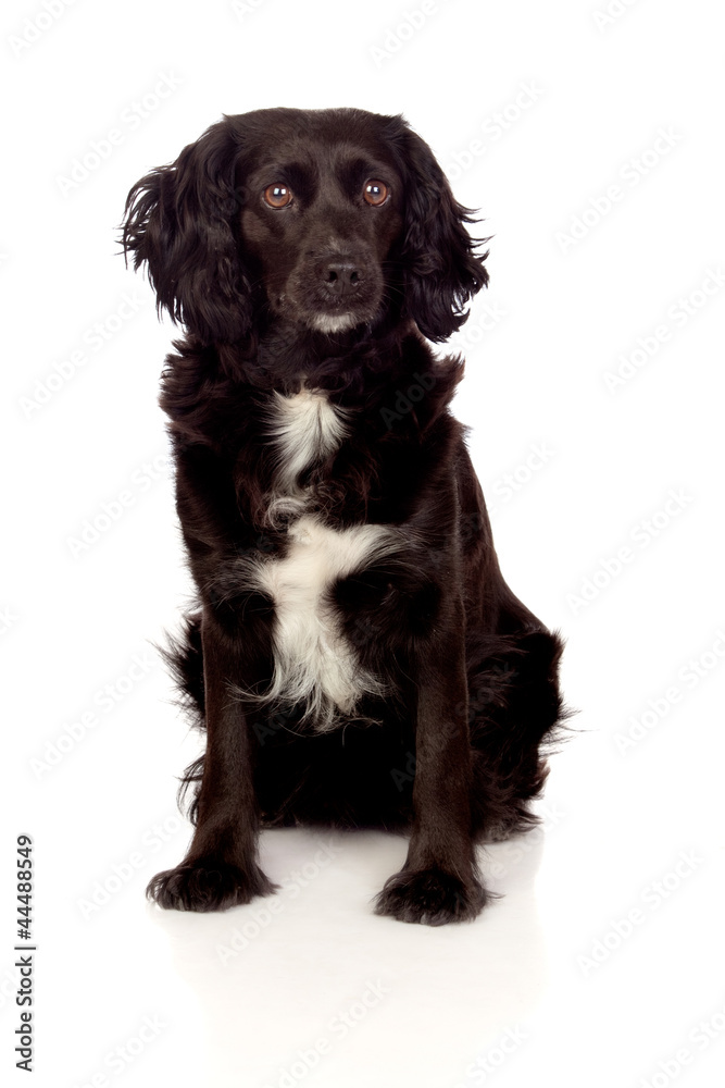 Beautiful black Cocker Spaniel Beautiful black Cocker Spaniel