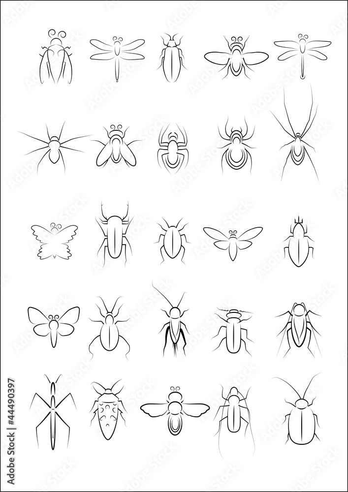 Collection of insect vector Collection of insect vector