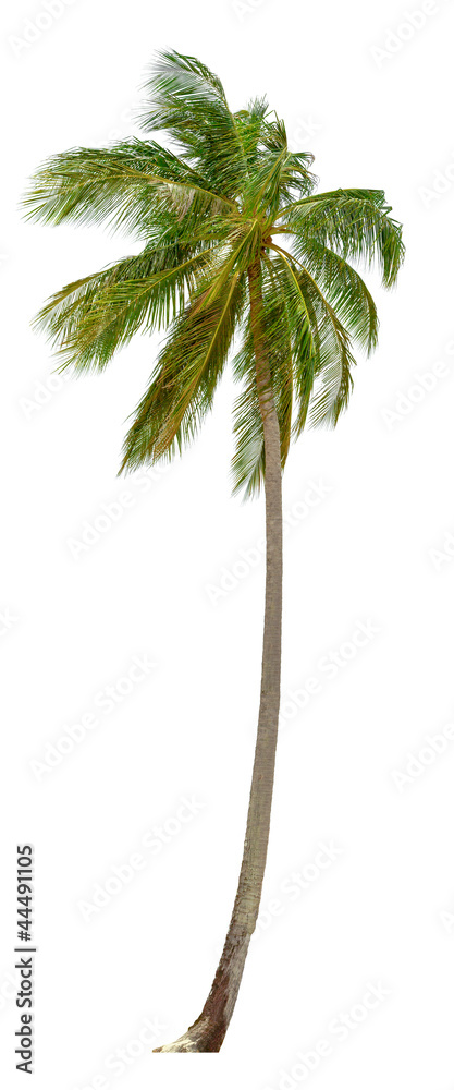 Fototapeta premium Coconut palm tree isolated on white background. XXL size.