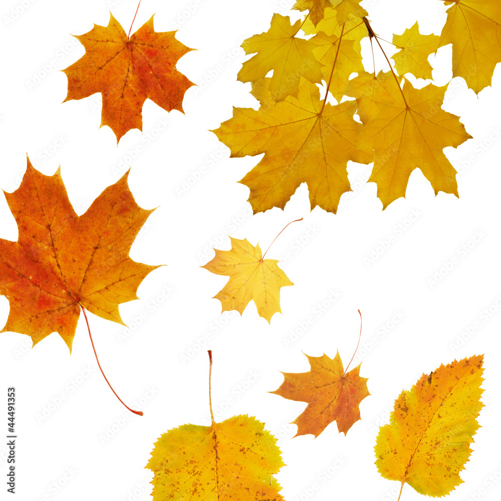 Fototapeta premium Autumn Leaves