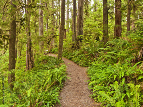 Rain Forest at Olympic National Park
