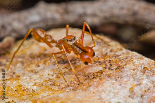 Kerengga ant-like jumper spider photo