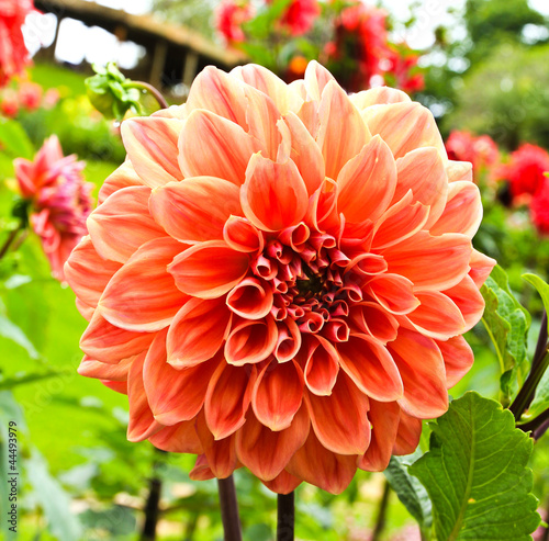 Dahlia flower