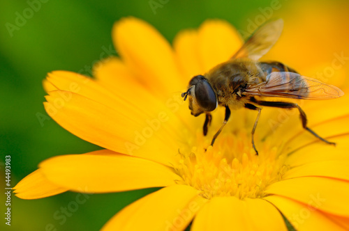 honey bee on flower © Serghei V