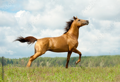 horse on freedom
