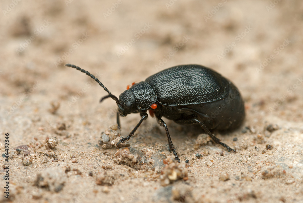 The black beetle The black beetle