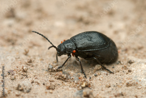 The black beetle