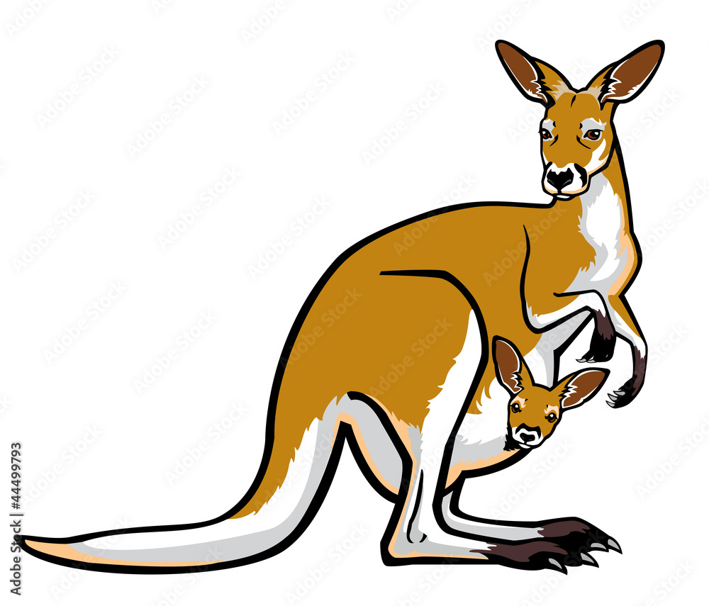 kangaroo with joey in pouch