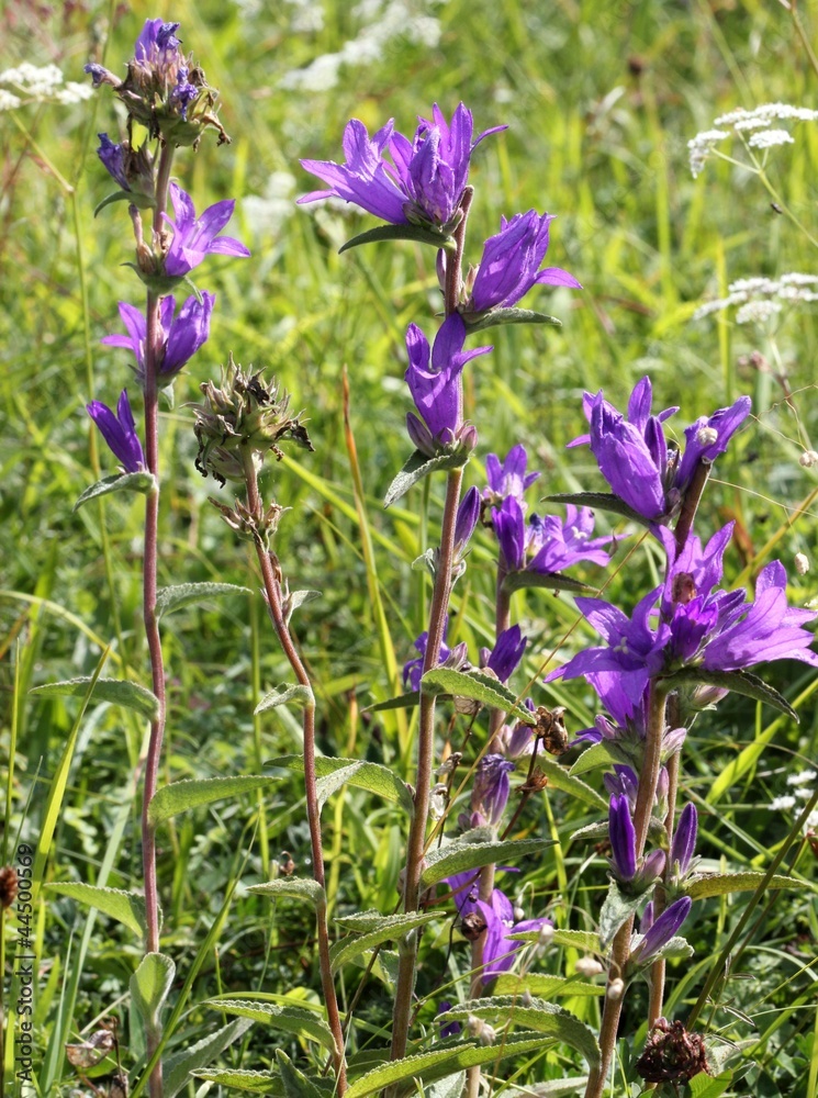 Obraz premium Knäuel-Glockenblume (Campanula glomerata)