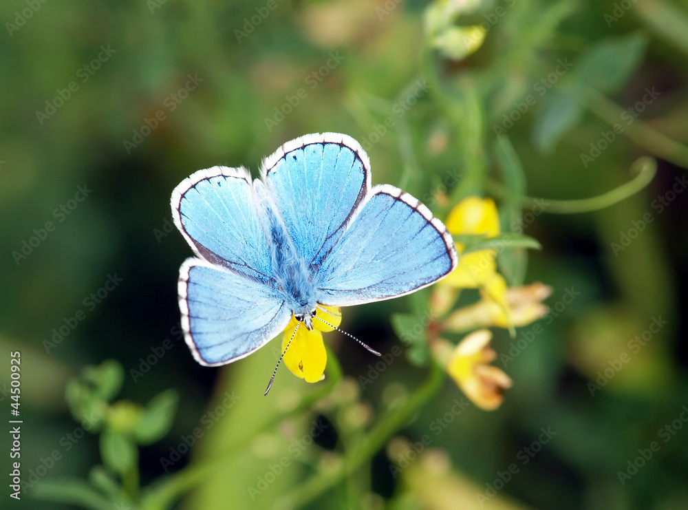 Fototapeta premium motyl