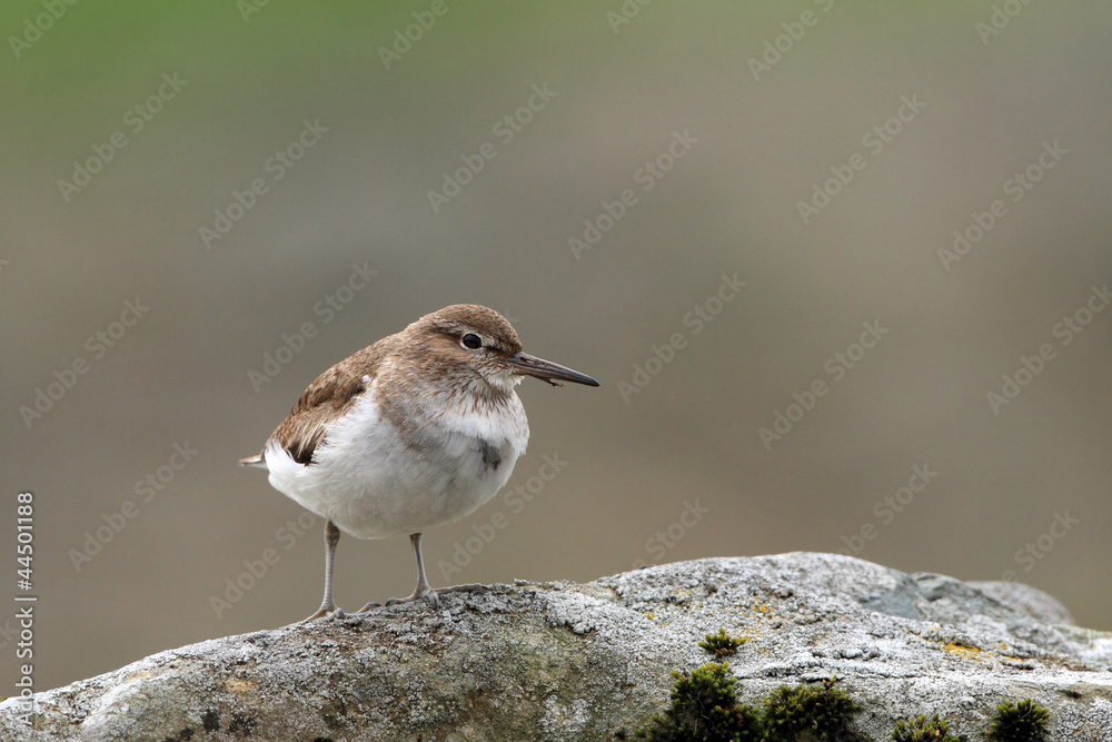Fototapeta premium Sandpiper