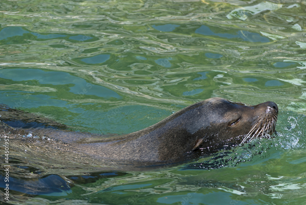 Obraz premium Sea Lion