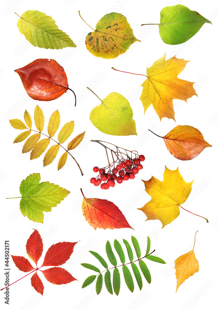 Obraz premium Collection autumn leaves isolated on white background
