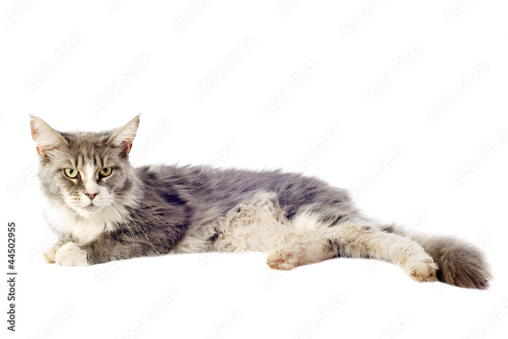 Fototapeta premium chat maine coon allongé