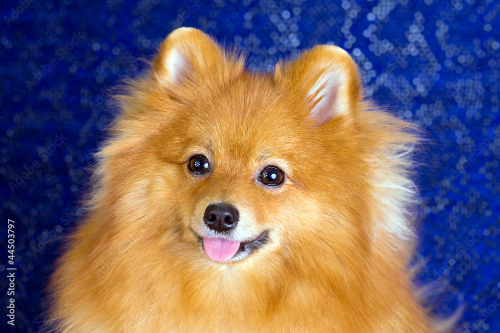 Pomeranian dog close-up