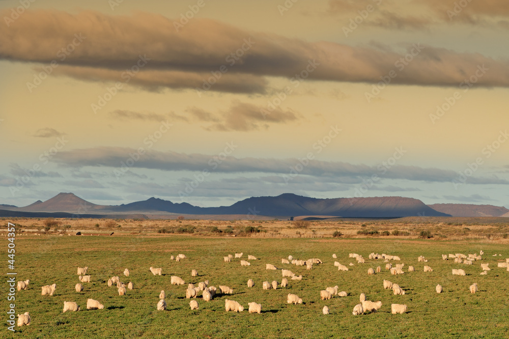 Obraz premium Flock of Angora goats on lush green pasture
