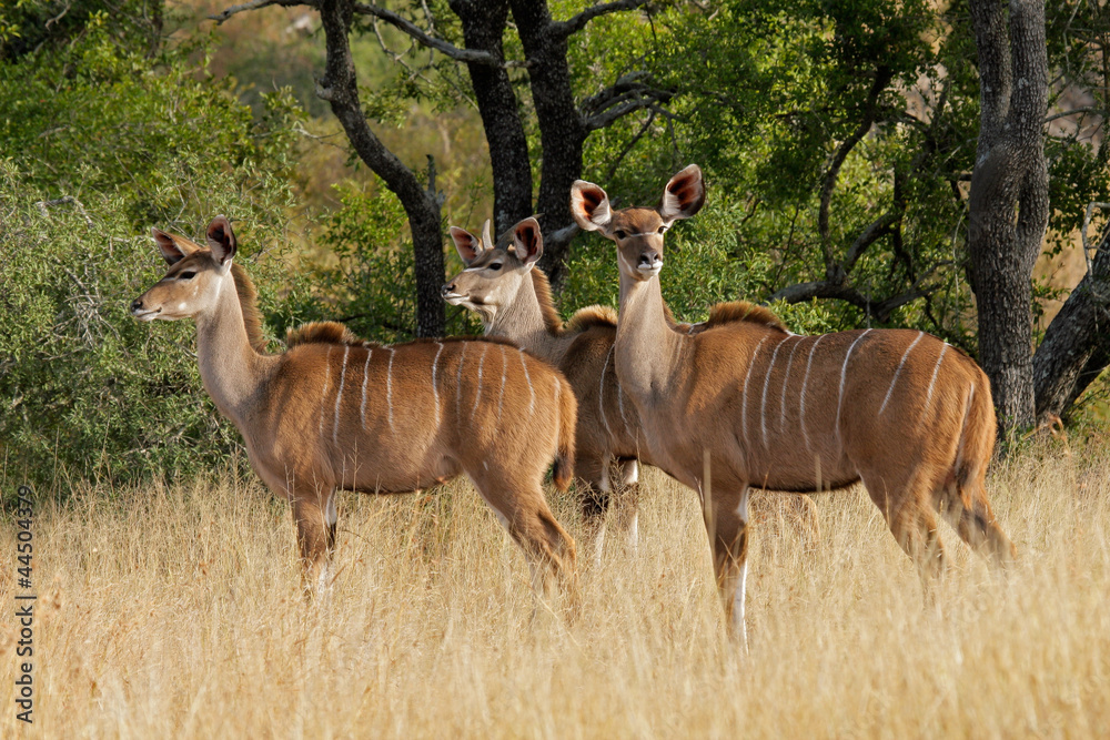 Kudu antelopes Kudu antelopes