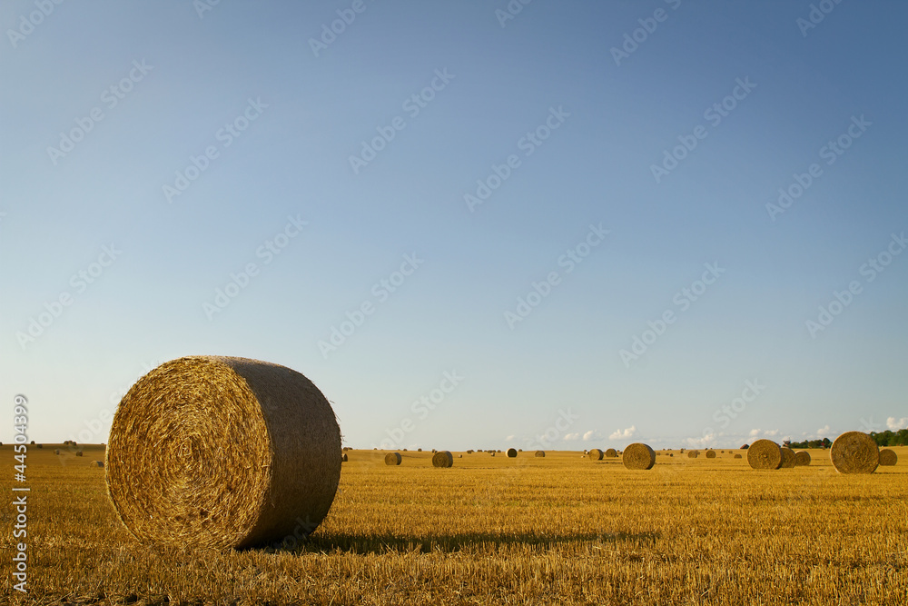 Wheat field at harvest with clear sky and copy space