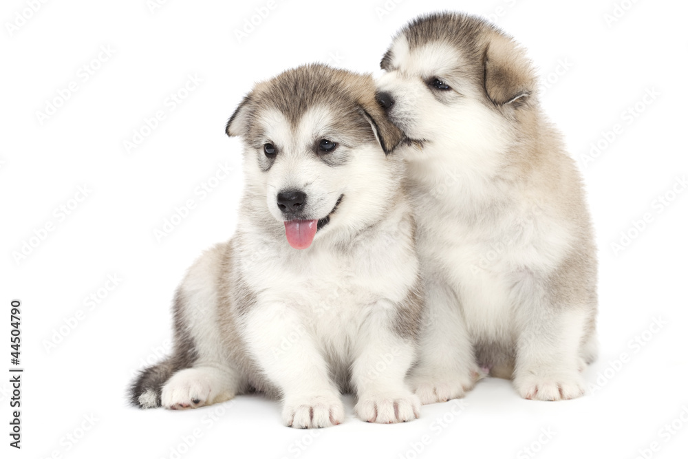 Two malamute puppies