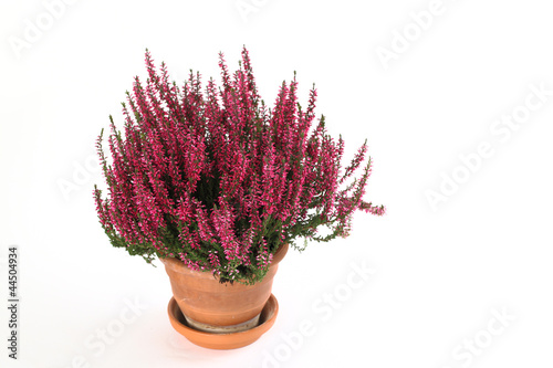 Calluna vulgaris photo