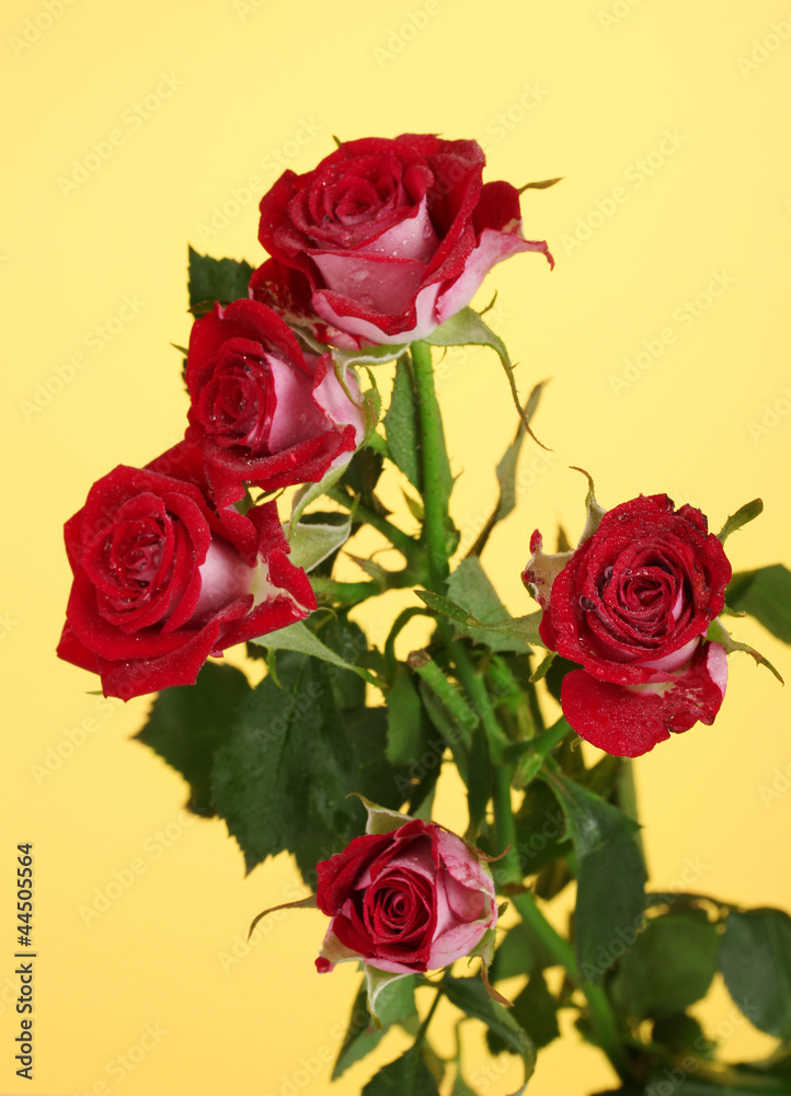 Beautiful vinous roses on yellow background close-up Beautiful vinous roses on yellow background close-up