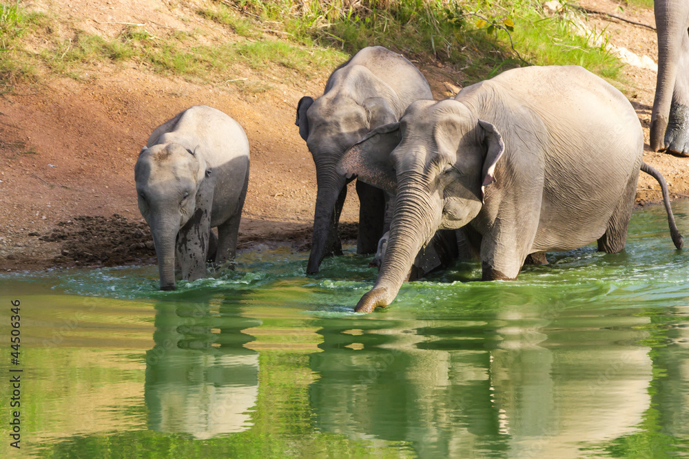 Fototapeta premium wild elephant