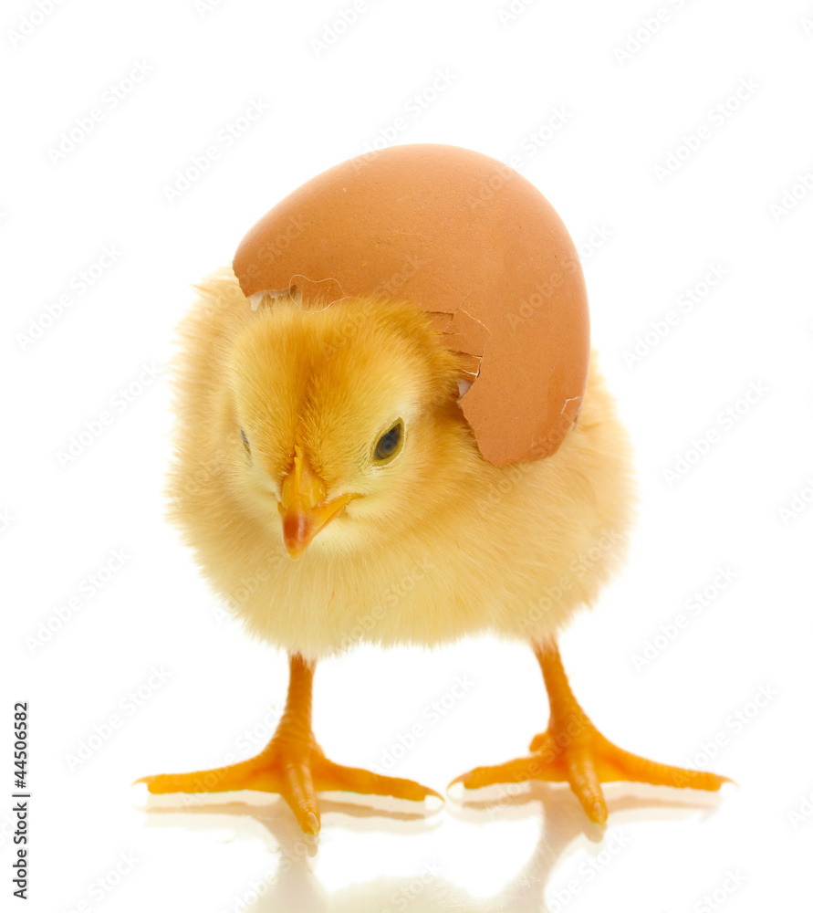 beautiful little chicken and eggshell isolated on the white