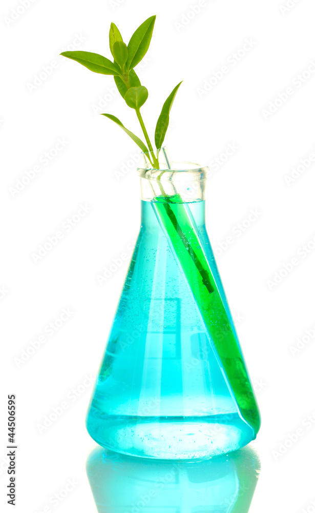 test-tubes with a colorful solution and plant isolated test-tubes with a colorful solution and plant isolated