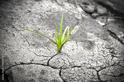 Green plant growing from cracked earth. New life.