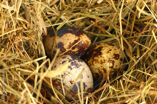 quail eggs in a nest of hay close-up
