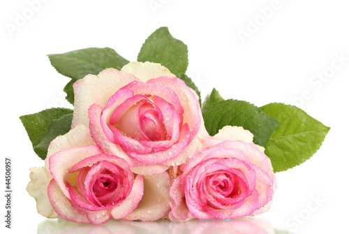 beautiful bouquet of pink roses isolated on white