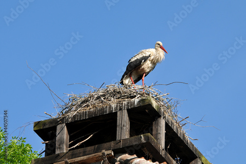 Storch Brutzeit photo