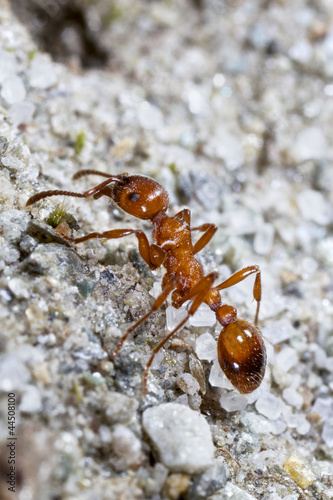 Formica rufa