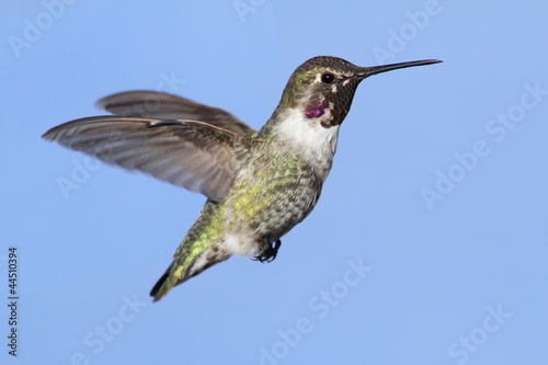 Annas Hummingbird (Calypte anna)