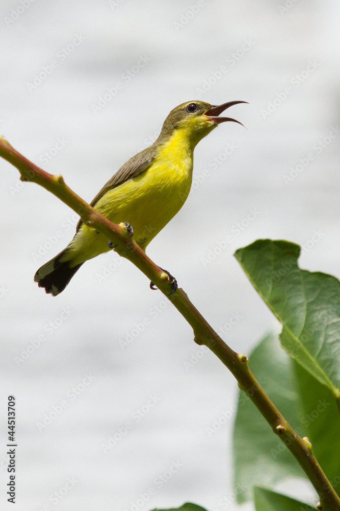 Olive Backed Sunbird - Female