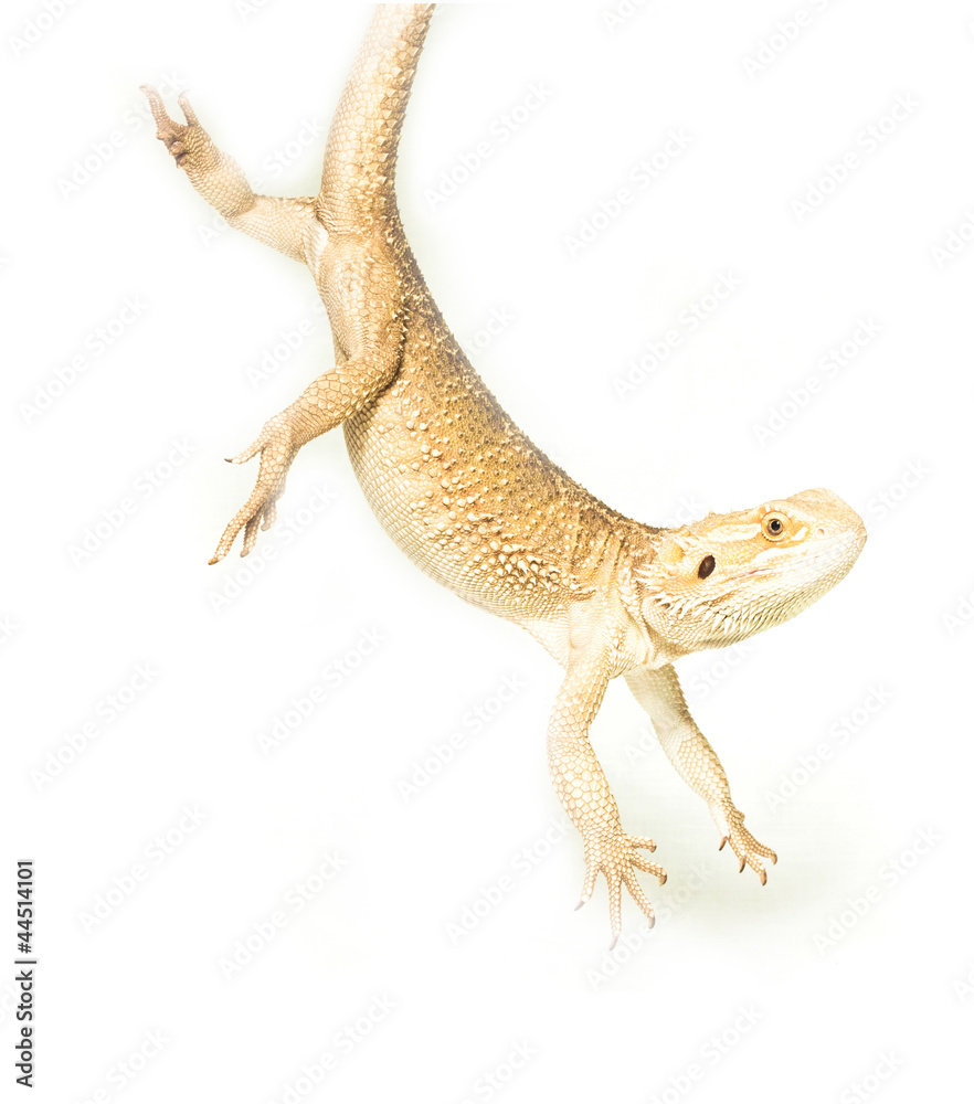 Obraz premium lizard pogona viticeps handing on tail