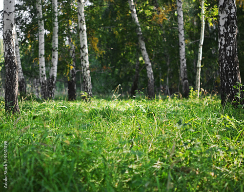 summer green birch forest