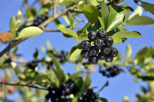 fruits of black chokeberry (aronia)