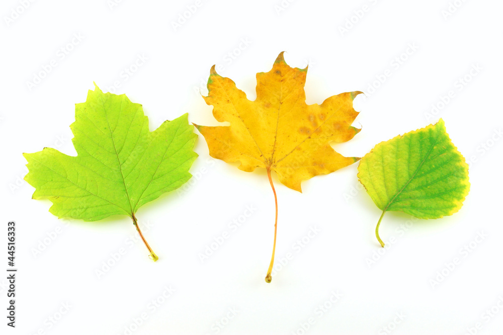 Color autumn leaves of birch and maple