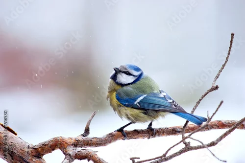 Obraz sikora modraszka w zimie