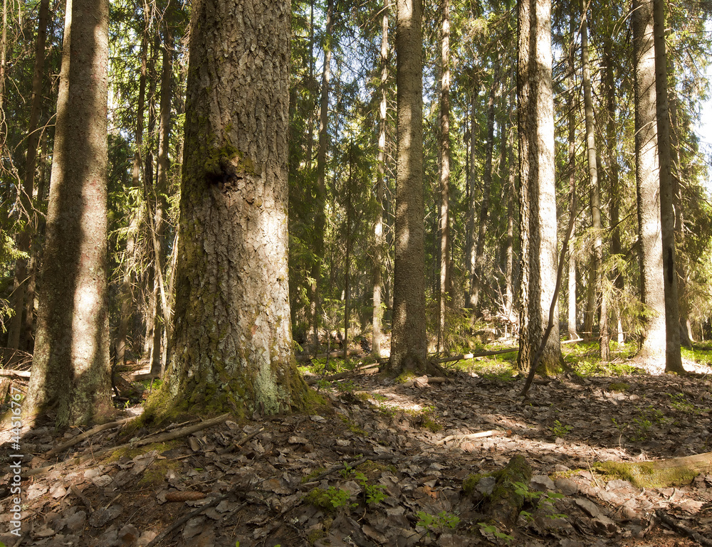 Fototapeta premium Untouched primeval spruce forest, nature reserve in Sweden