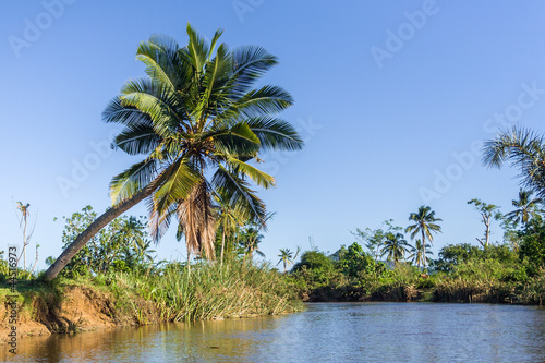 Lush tropical vegetation