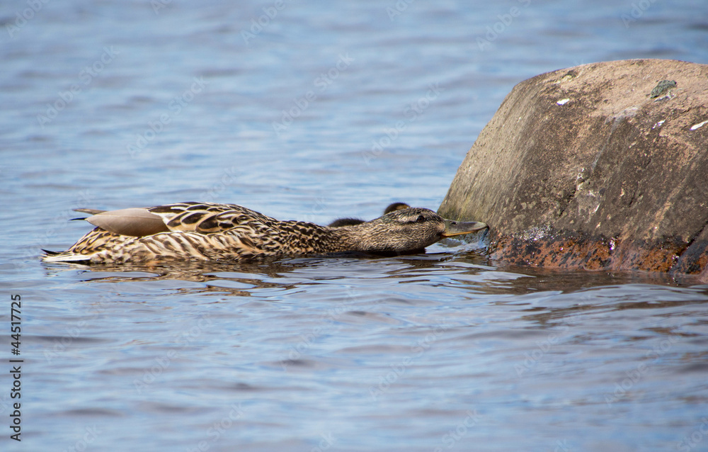 Fototapeta premium duck on the lake